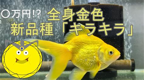 金魚 金色|金魚の種類（品種）一覧を紹介します